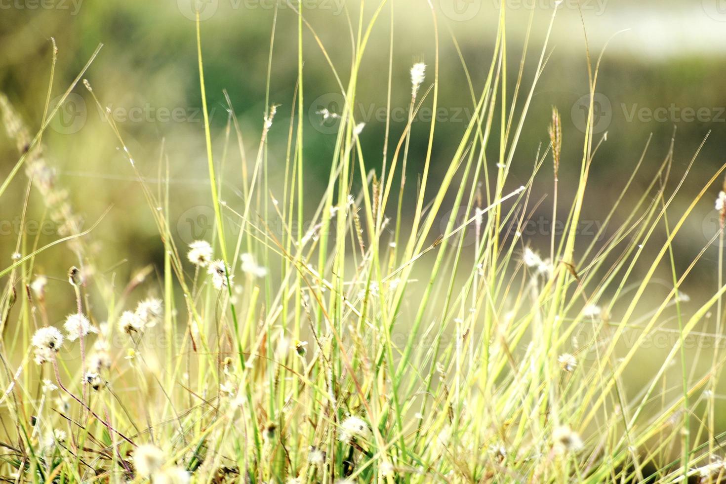 Beautiful Snap of Green Grass and its flowers photo
