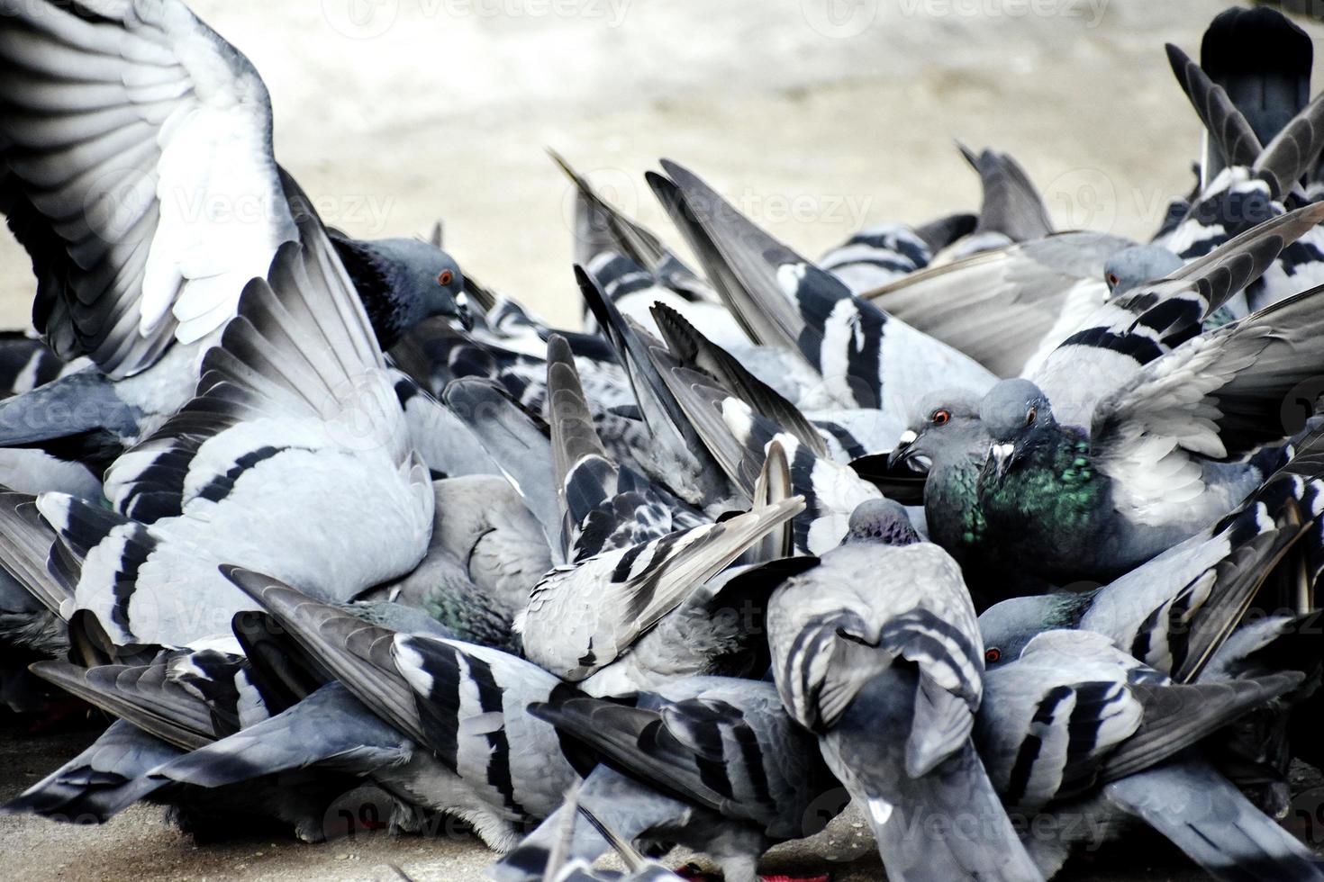 A Group of Pigeons in my ground photo