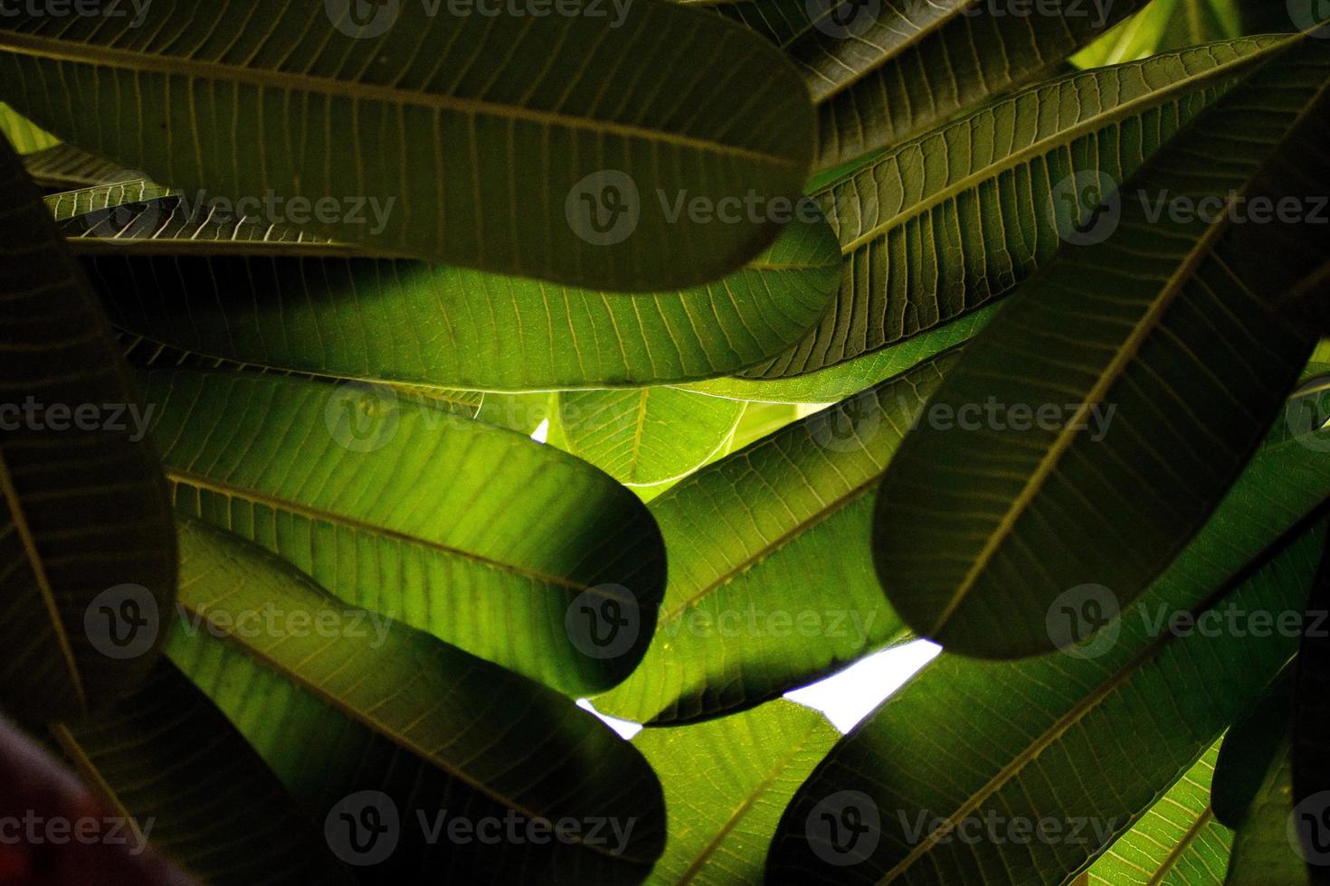 Beauty of Nature Snap of Green leave photo