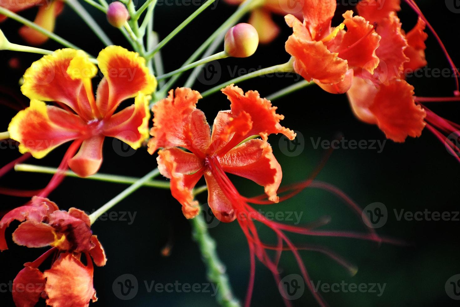 Closeup of Saffron and Yellow Flower 7990784 Stock Photo at Vecteezy