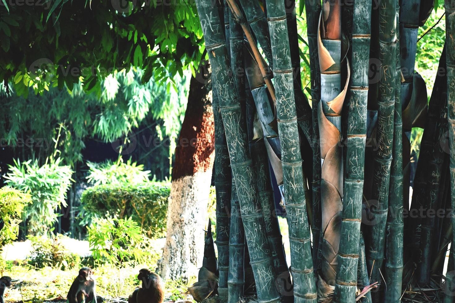 Bamboo trees in my Garden photo