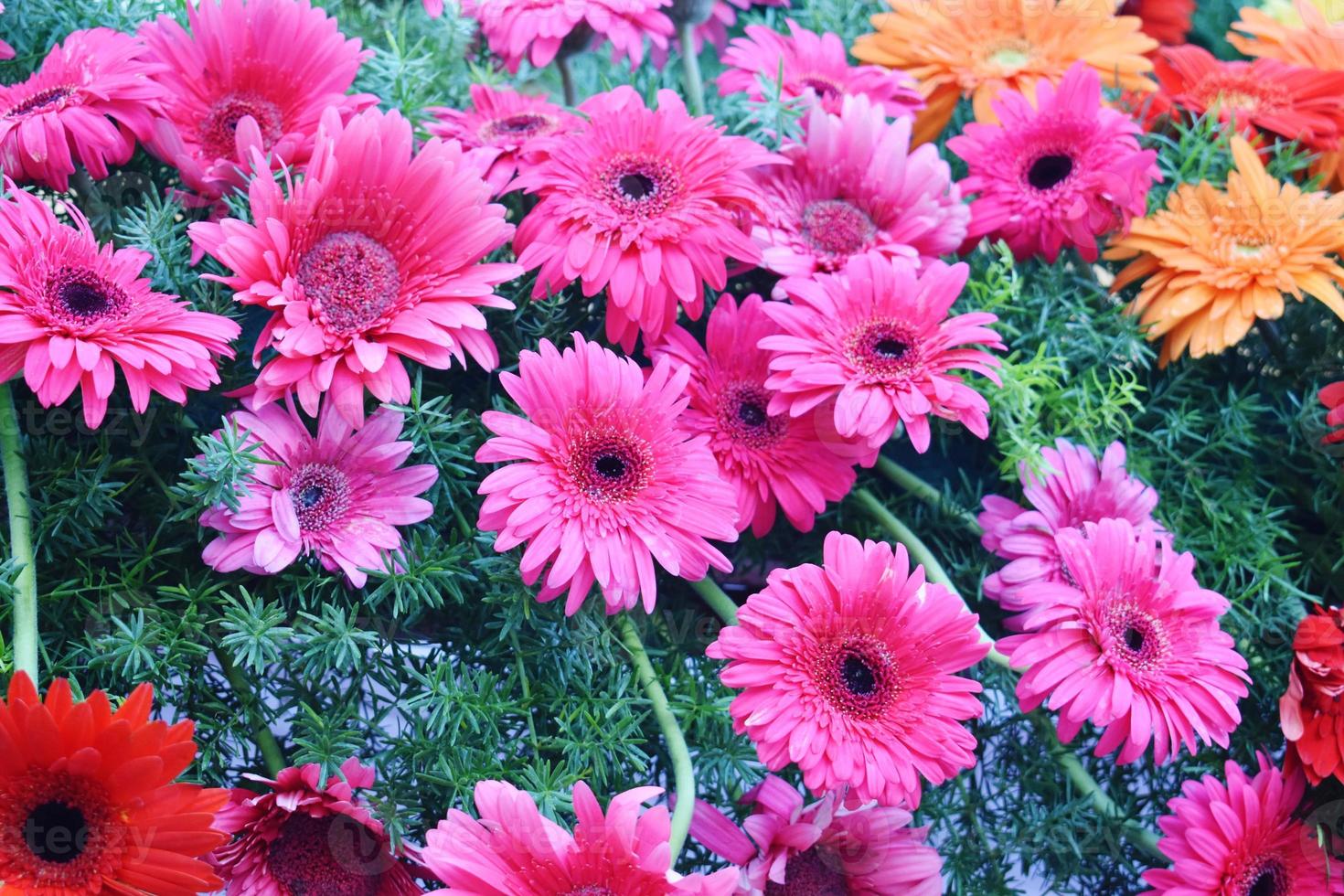 Bunch of fresh and colourful Flowers photo