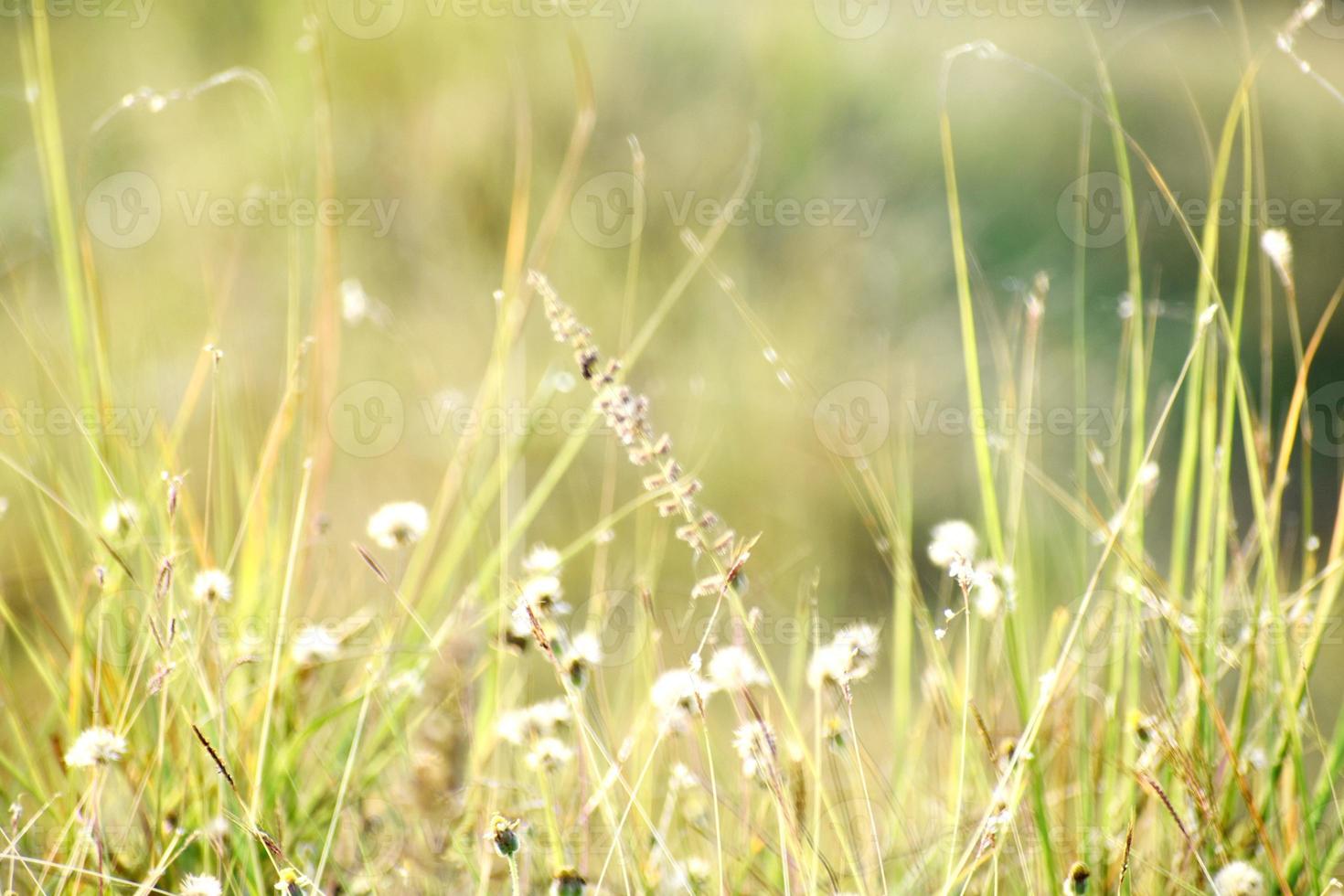 Beautiful Snap of Green Grass and its flowers photo