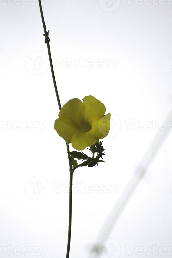 A Beautiful snap of a yellow flower photo