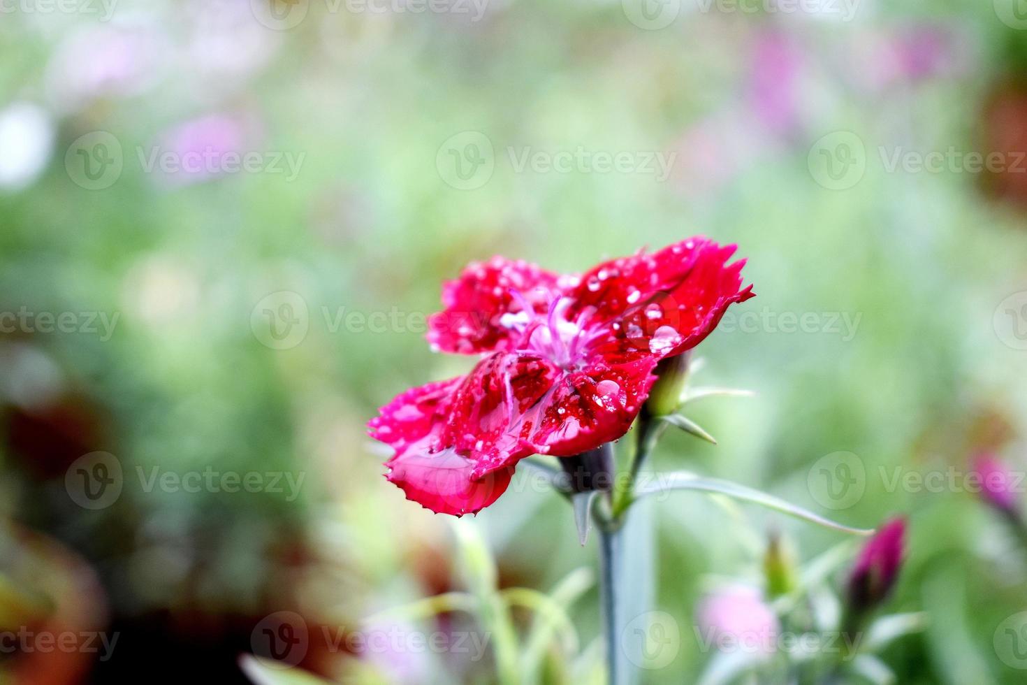 Beautiful snap of single flower photo