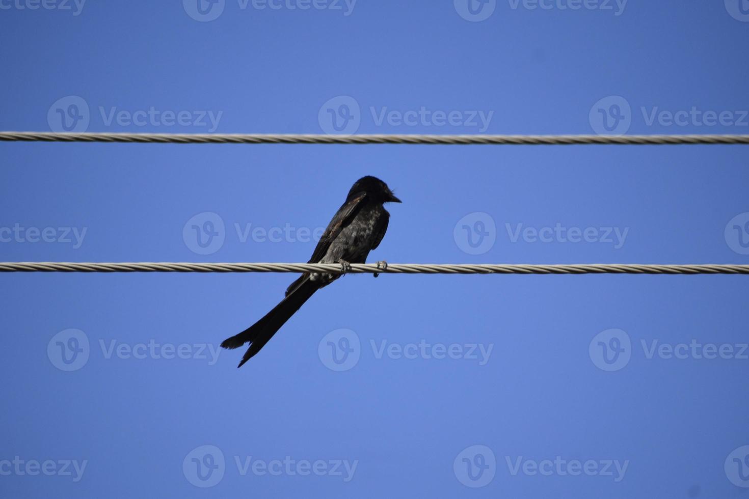 A black Bird sitting on wire against blue sky photo