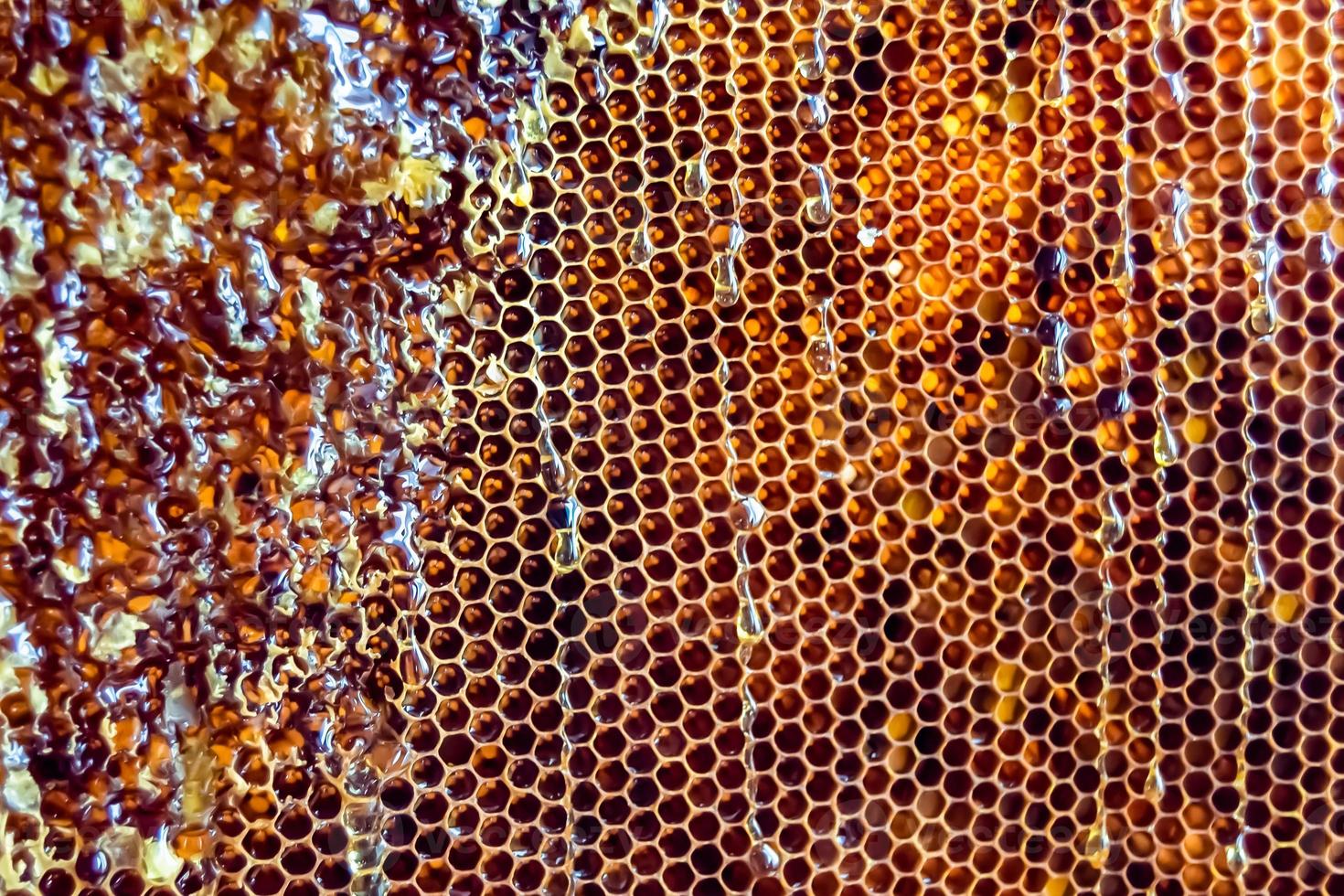 panal de abejas lleno de miel dorada foto