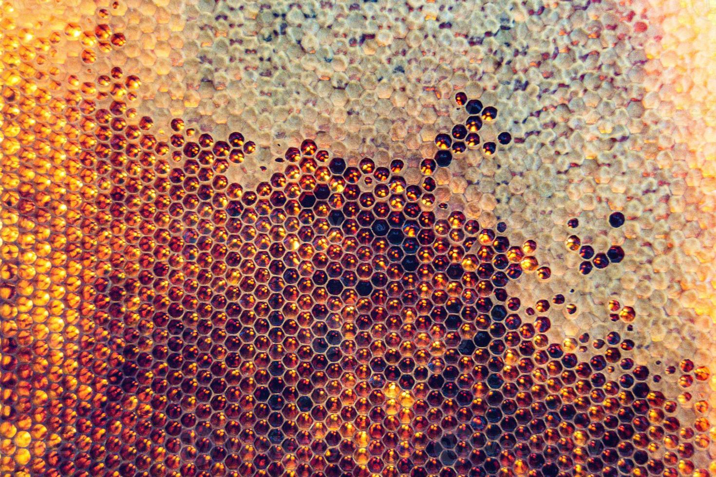 Honeycomb from bee hive filled with golden honey photo