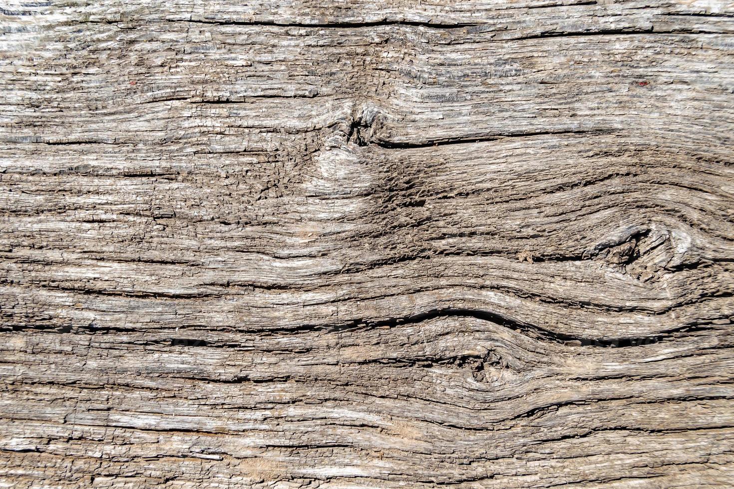 Beautiful wooden fracture old oak, natural texture close up photo