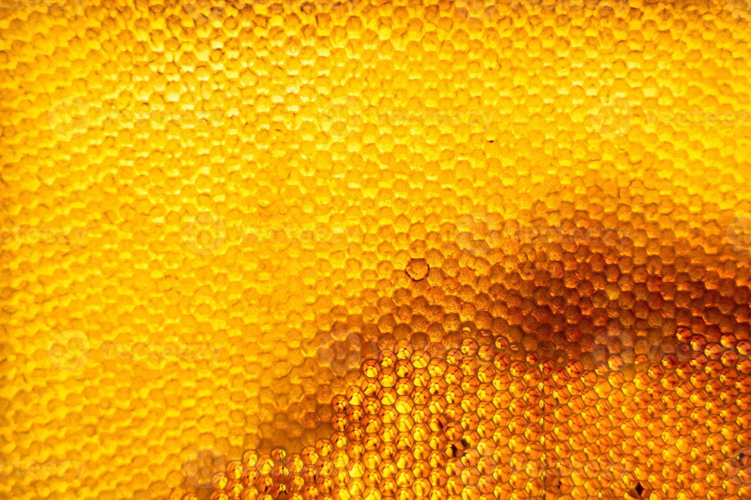 Honeycomb from bee hive filled with golden honey photo