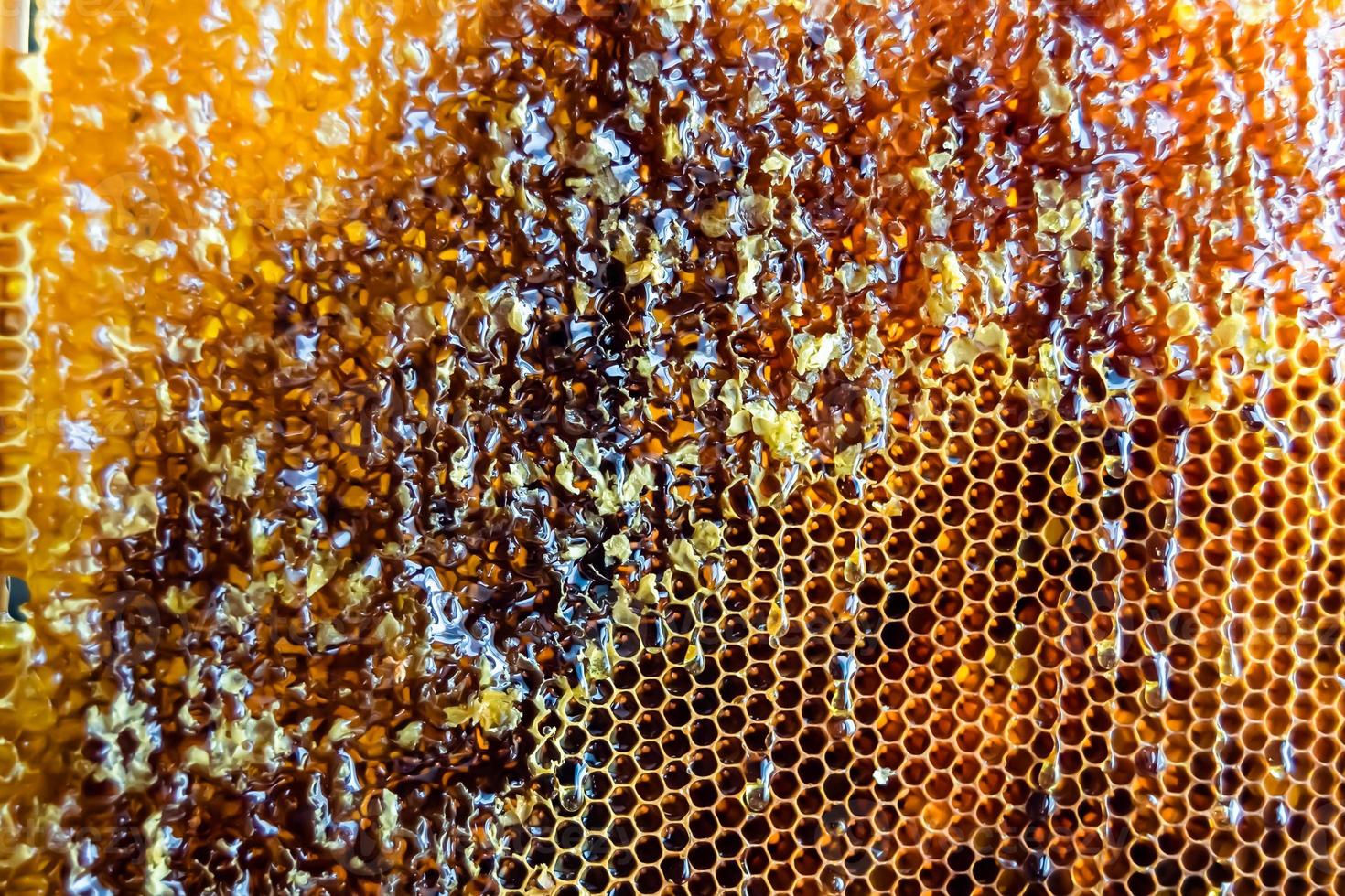 Honeycomb from bee hive filled with golden honey photo