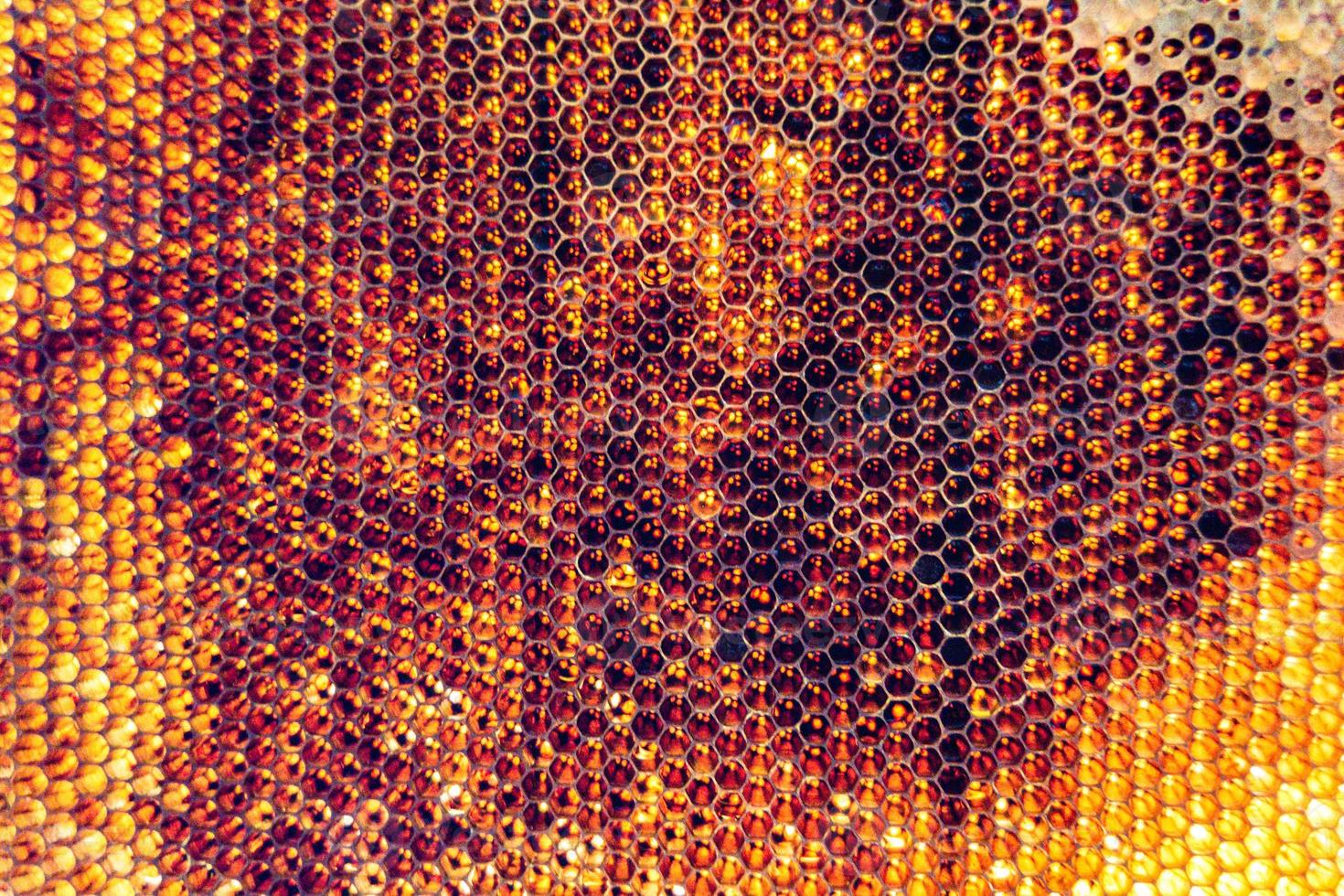 Honeycomb from bee hive filled with golden honey photo