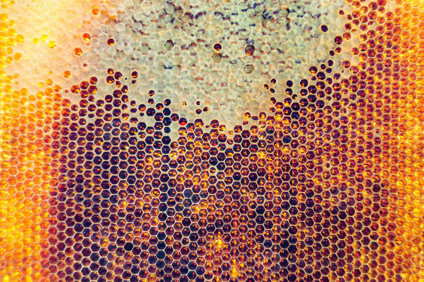 Honeycomb from bee hive filled with golden honey photo