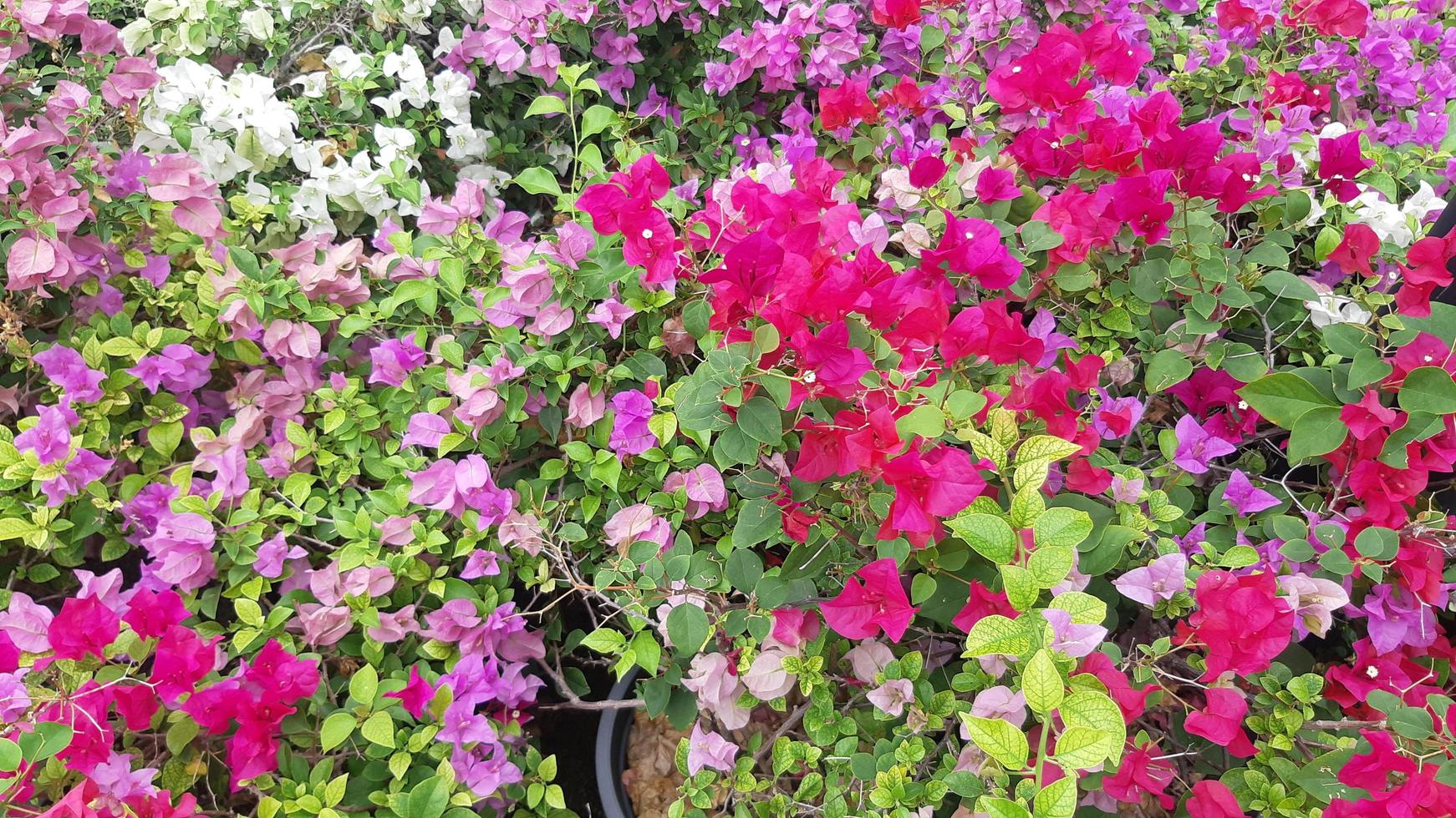 Pink White Red Purple Flower with Green leaf Plant bush natural picture photo
