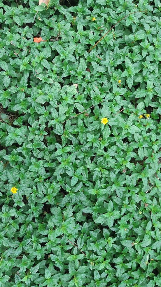 Green leaf Plant bush natural picture photo