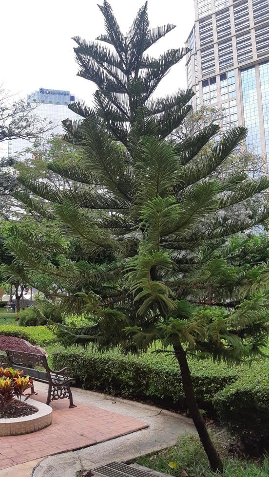 Green leaf Plant tree natural picture photo