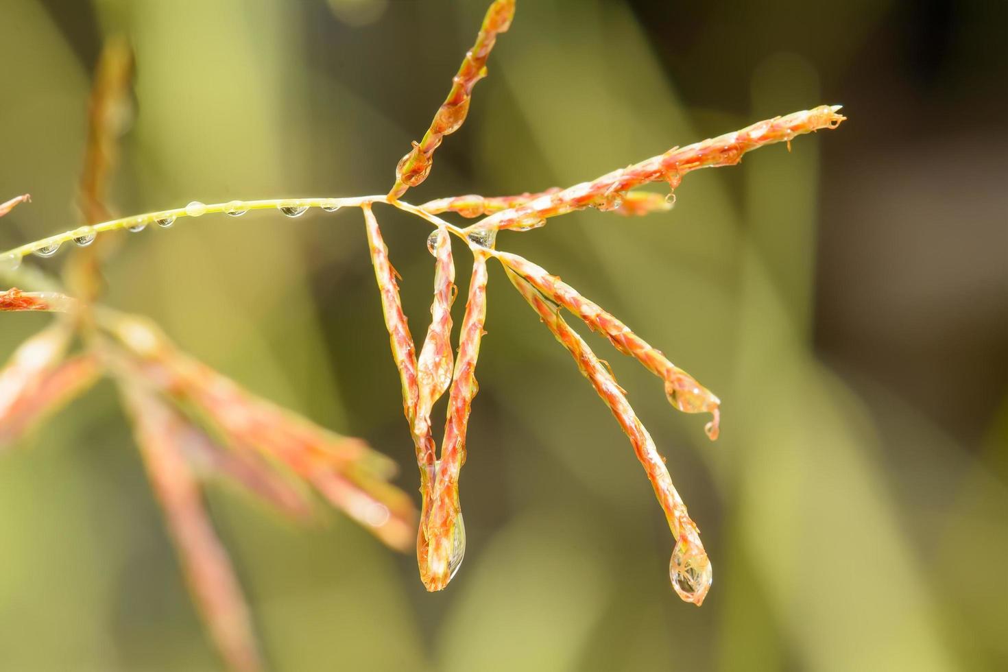 Poaceae or Gramineae photo