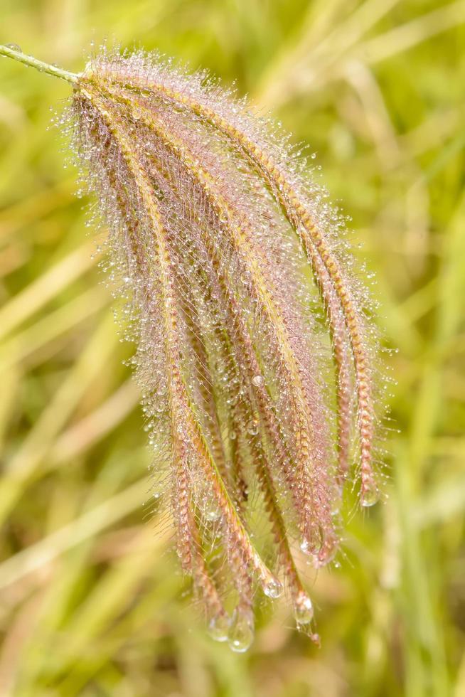 Poaceae or Gramineae photo