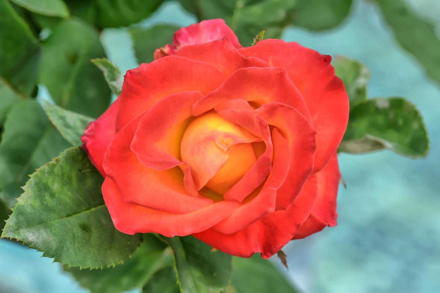 rosas en el dia de san valentin foto