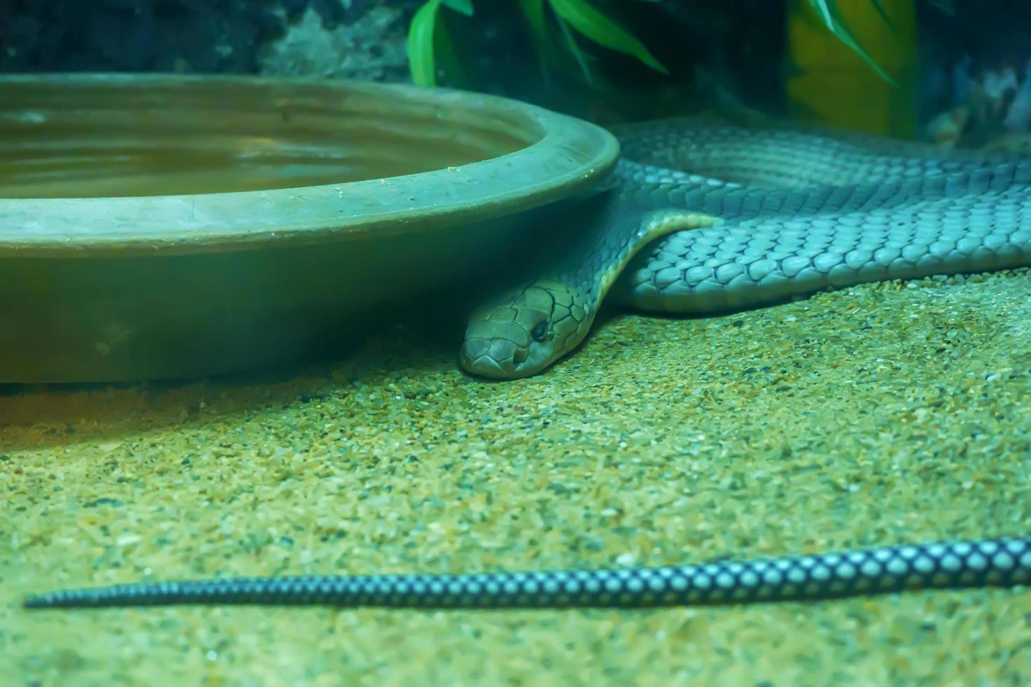 King cobra curve on the sand. photo