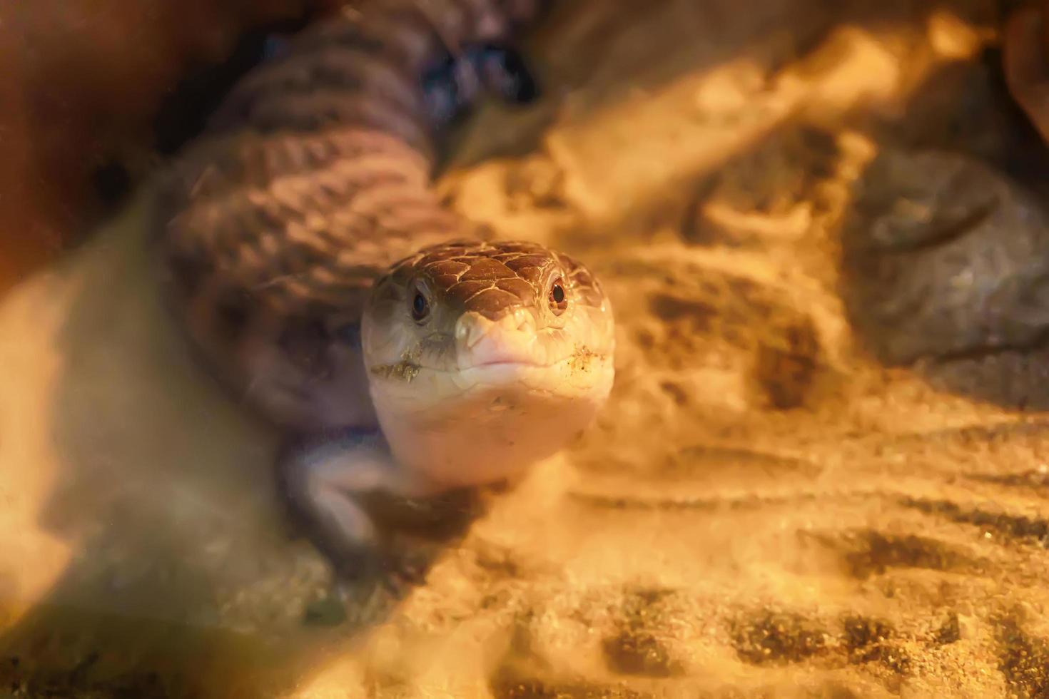 eslizón de lengua azul en la arena foto