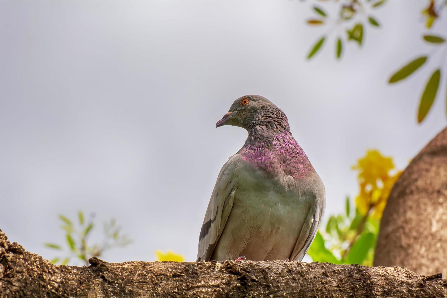 Pigeon on the branch photo
