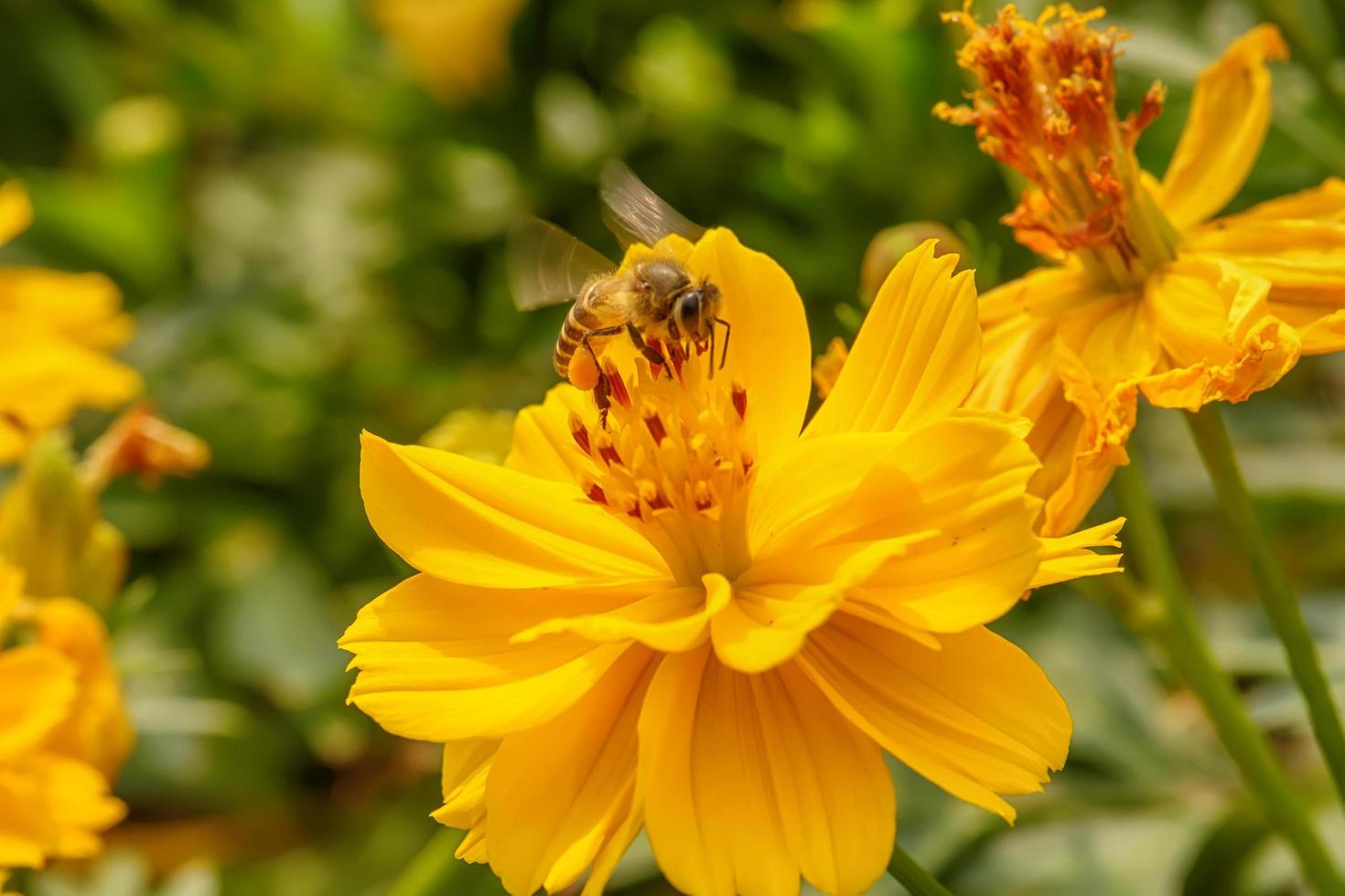 Bees on cosmos flower photo