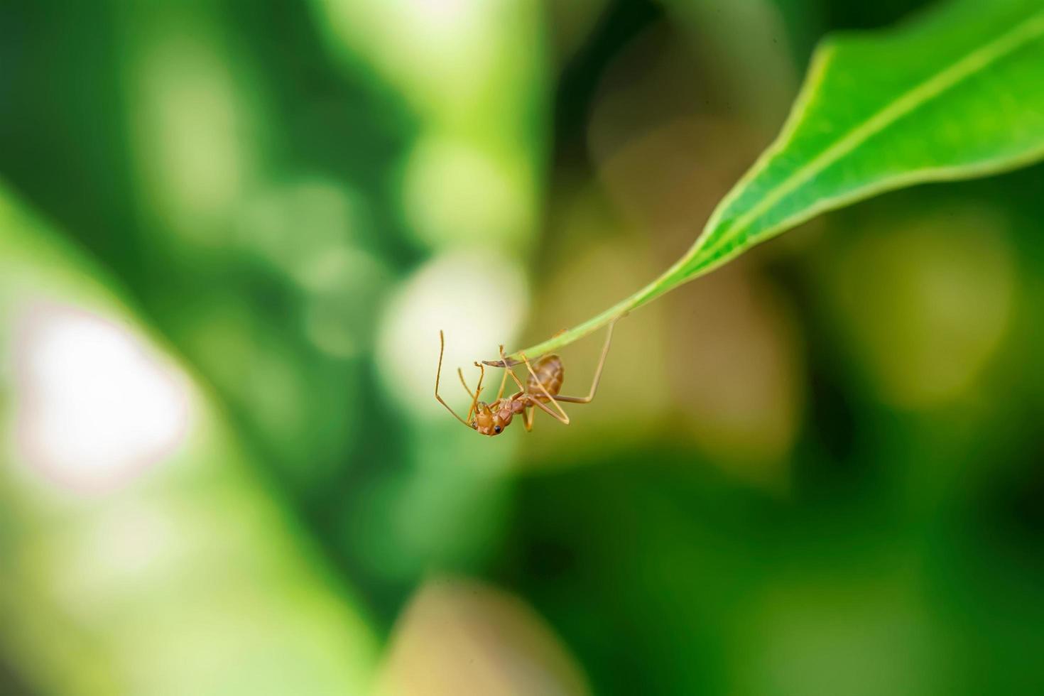 Single red ant photo