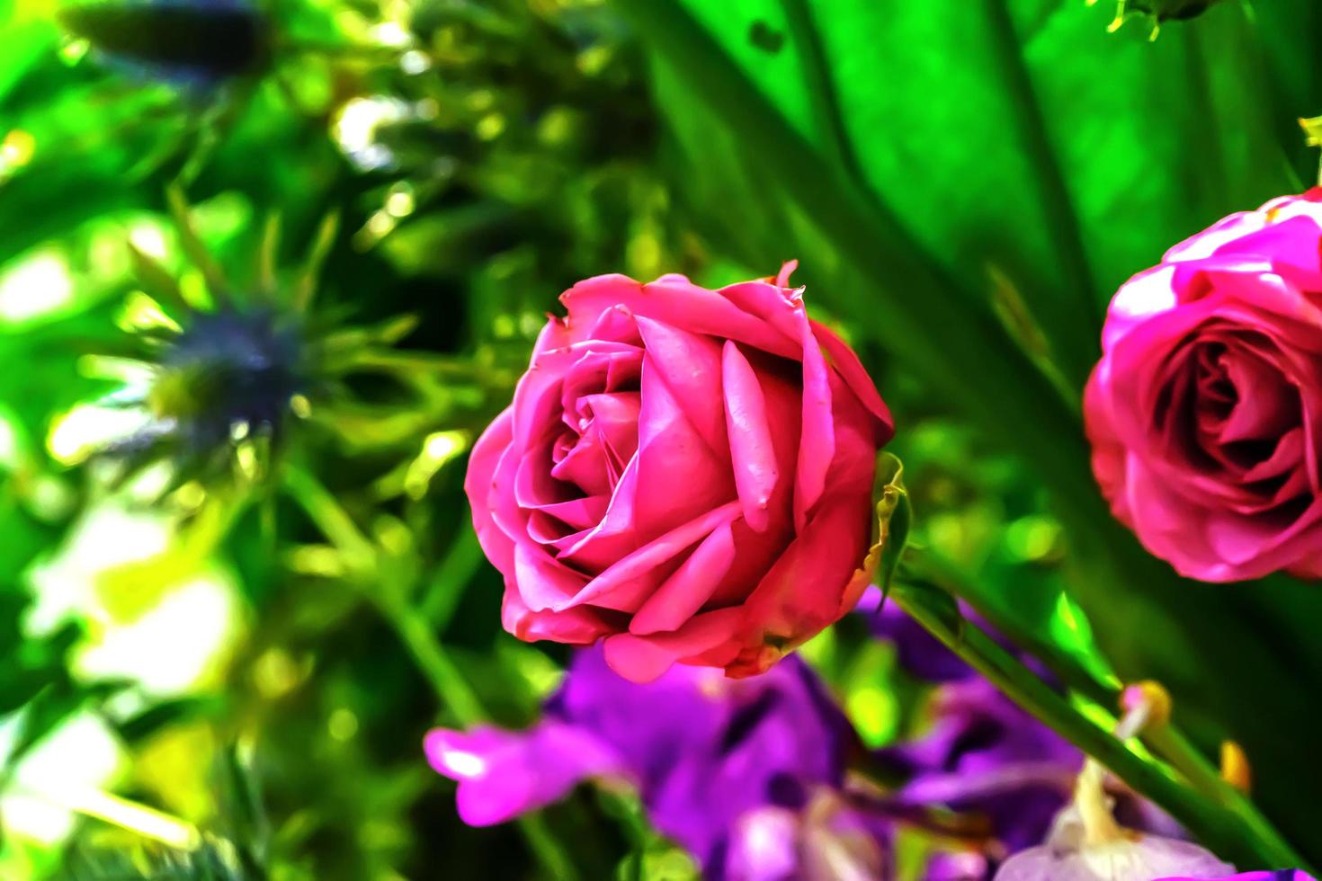 Roses on Valentine's Day photo