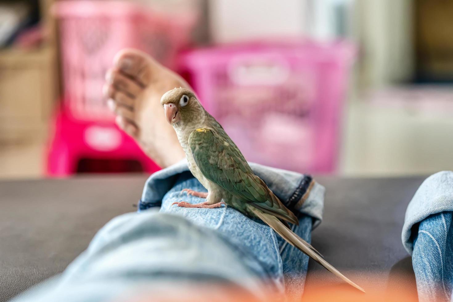 Green-cheeked parakeet or green-cheeked conure on the men's legs. photo