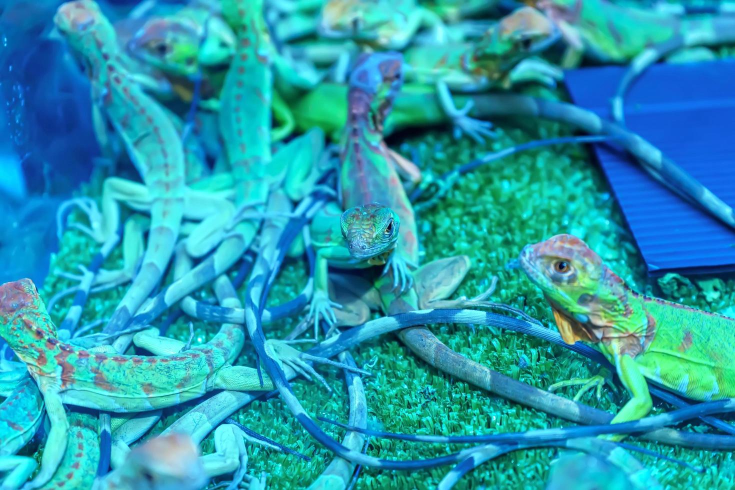 Many chameleons in a cage in a forest model. photo