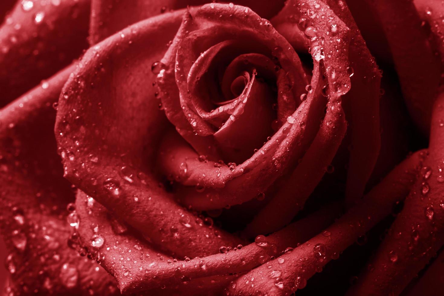Close up photo of red rose