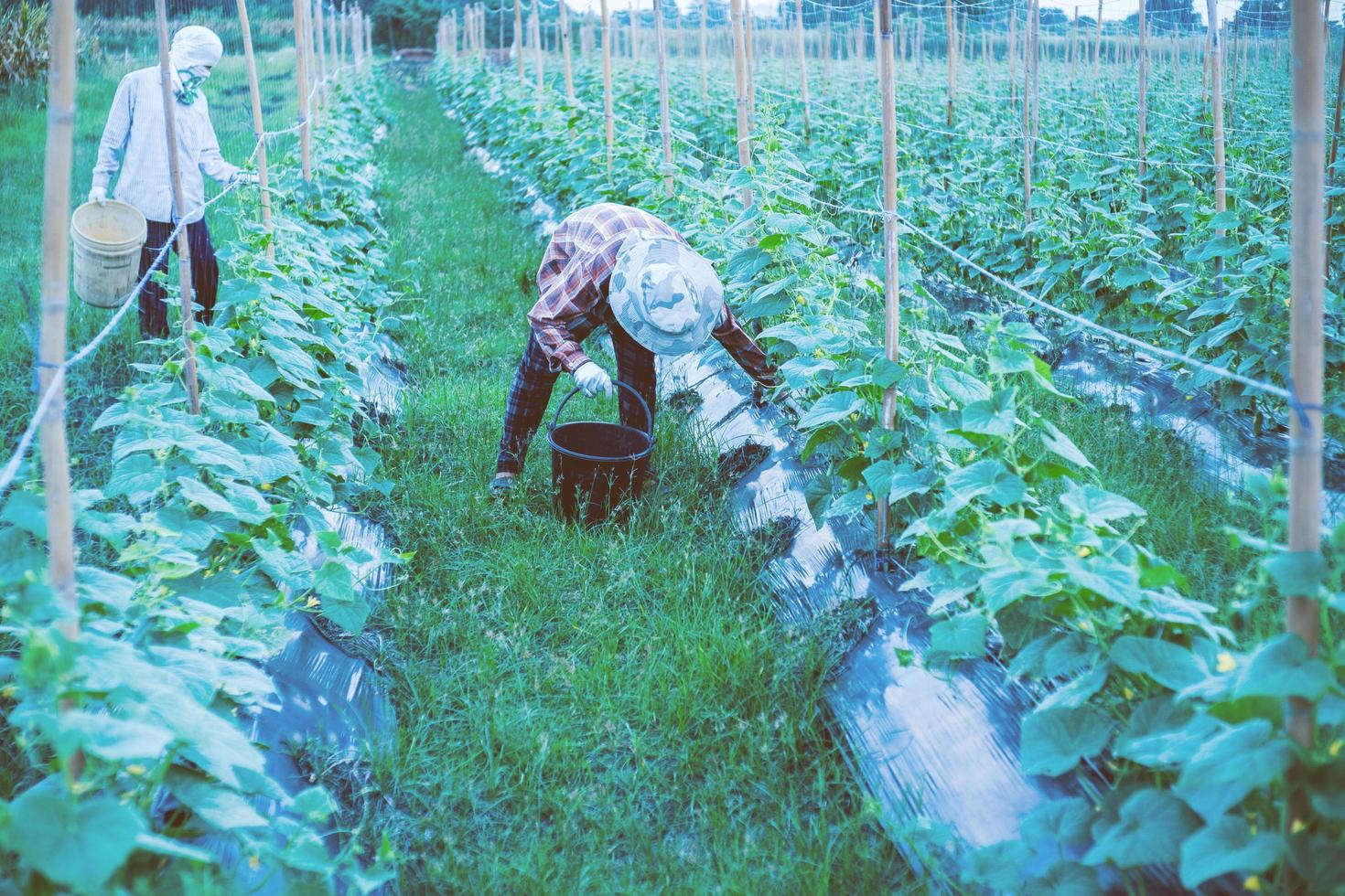 agricultores asiáticos tailandia foto