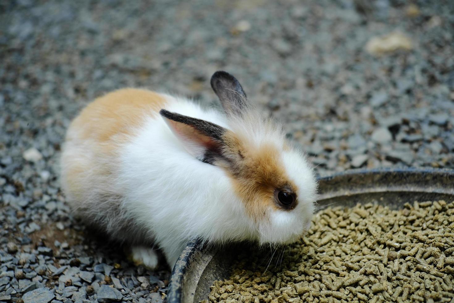 Little white rabbit eating food photo