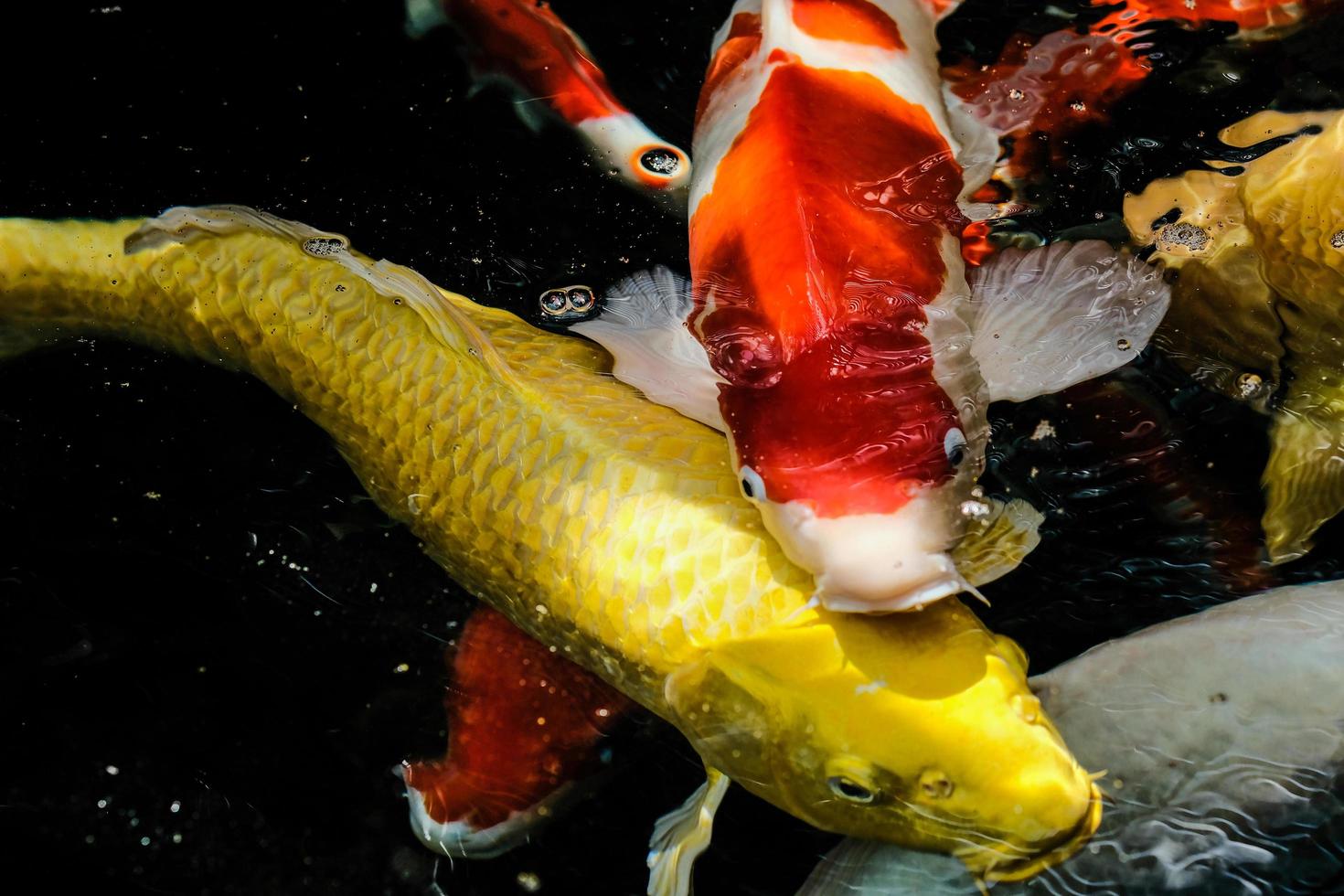 Fancy carp or Mirror carp lives in a waterfall. photo