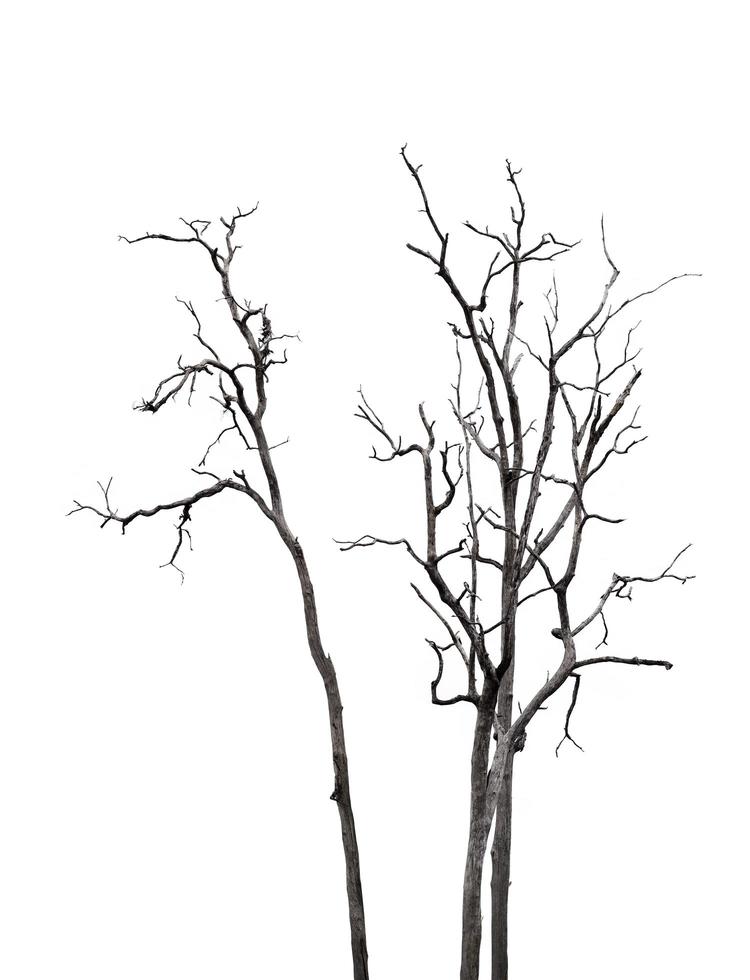 árbol muerto aislado sobre fondo blanco foto