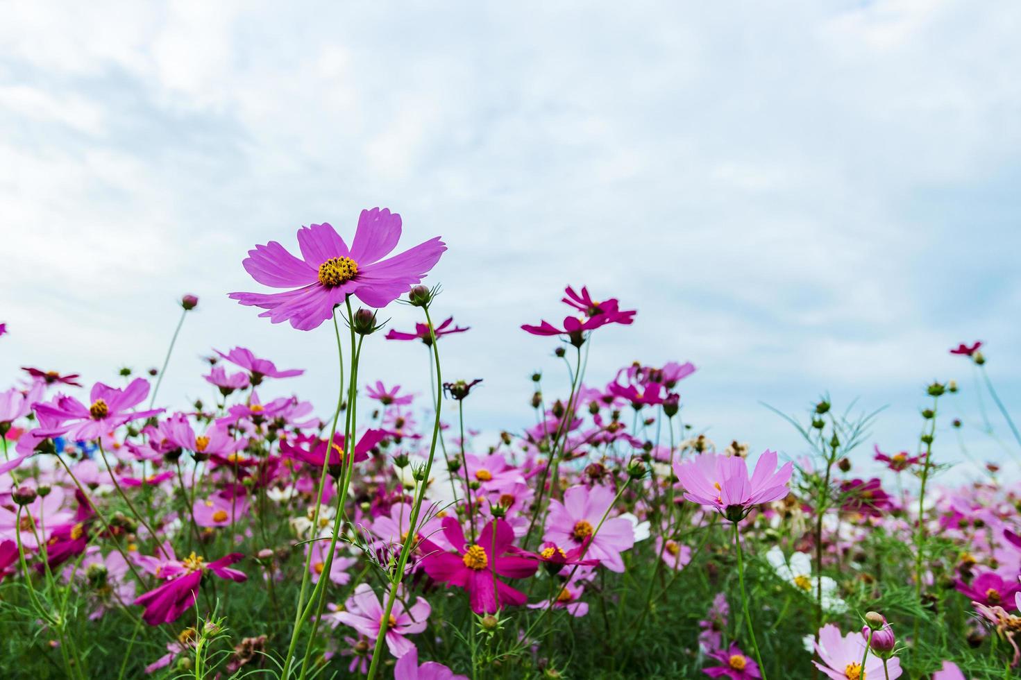 Cosmos flowers in the garden on sky background photo