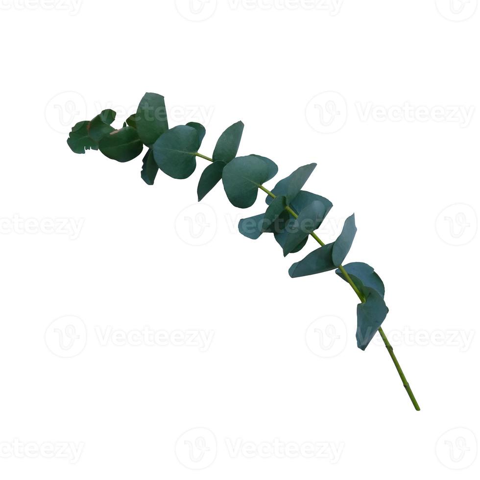 Eucalyptus branch with bright green leaves close-up of cutout floral object on the white background, decor element for any design photo