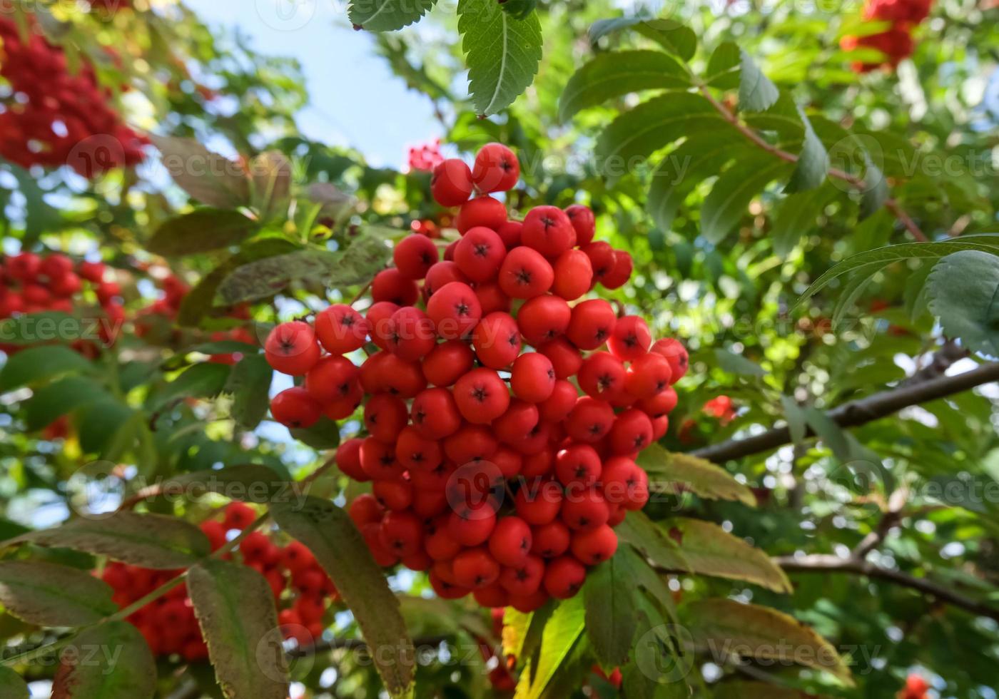 Rowan tree brunch with red ripe berries against the blue sky, autumn landscape image, floral background, selective focus photo