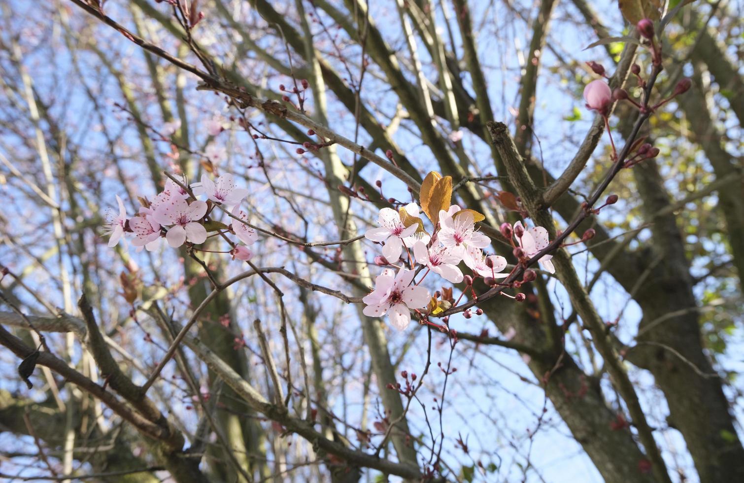 ramas de cerezo en flor, fondo floral natural, delicadas flores de color  rosa claro iluminadas al sol frente al cielo azul en un soleado día de  primavera, enfoque selectivo 7991568 Foto de
