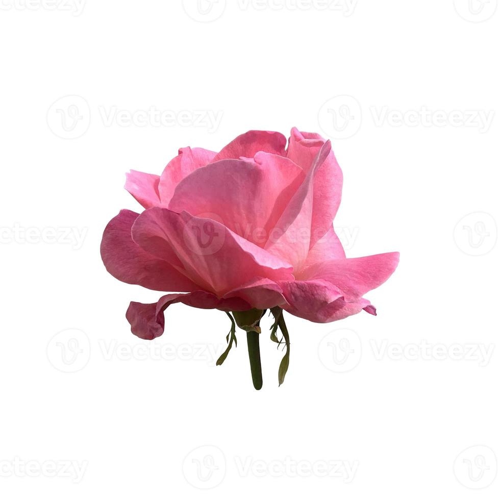 Pink isolated rose, stem without leaves delicate flower branch on the white background, cutout object for decor, design, invitations, cards, soft focus and clipping path photo