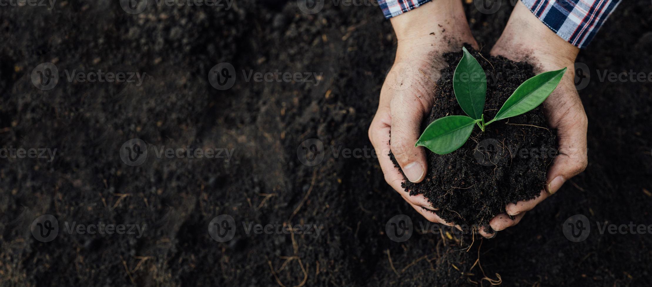 un hombre está plantando árboles jóvenes en el suelo de un bosque tropical, plantando un árbol de reemplazo para reducir el calentamiento global. el concepto de salvar el mundo y reducir el calentamiento global. foto