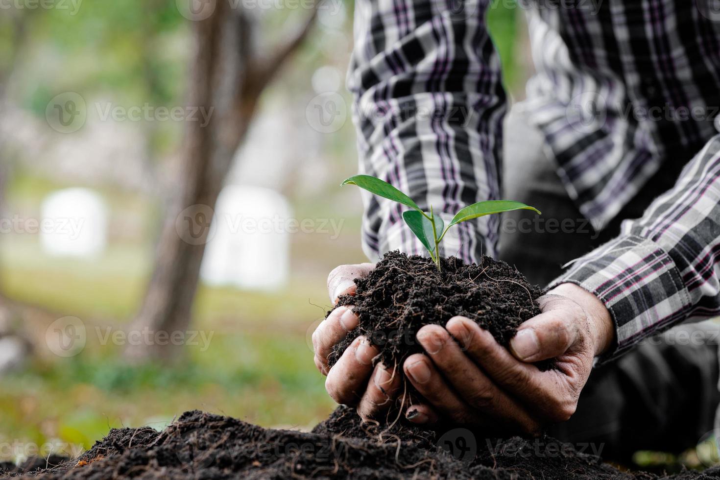 A man is planting tree saplings into the soil in a tropical forest, planting a replacement tree to reduce global warming. The concept of saving the world and reducing global warming. photo