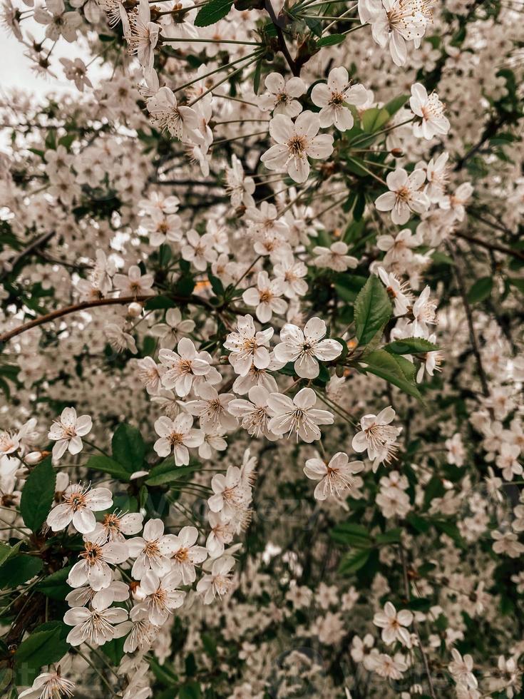 White cute little flowers of blossoming spring tree, vertical photo, warm colors. Image for backgrounds and stories design, nature picture, green leaves photo