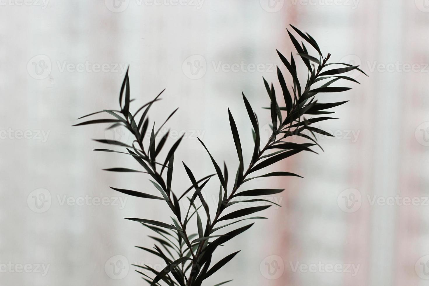 Dark green grass silhouette on blurred background, horizontal photo. Minimal thin plant leaves on stems, botanical, simple nature. Abstract design template photo