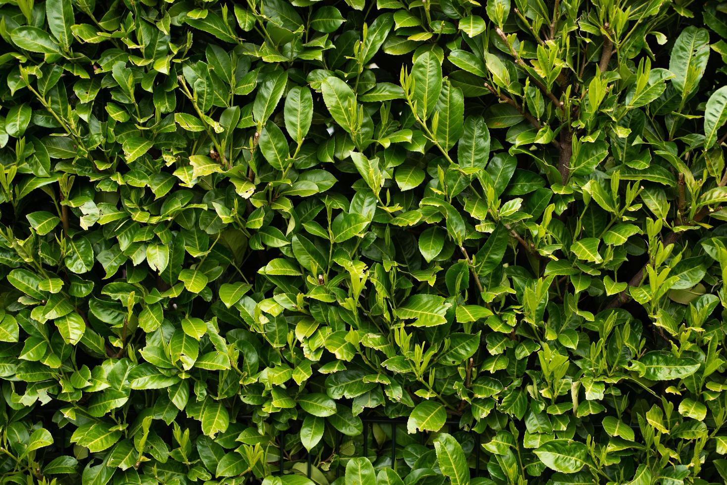 wall full frame from the leaves of green bushes photo