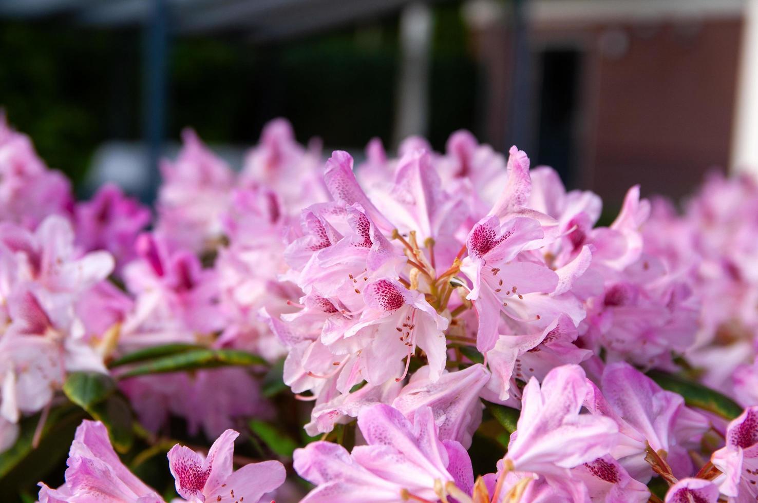 pink-blooming rhododendron flowers in the spring photo