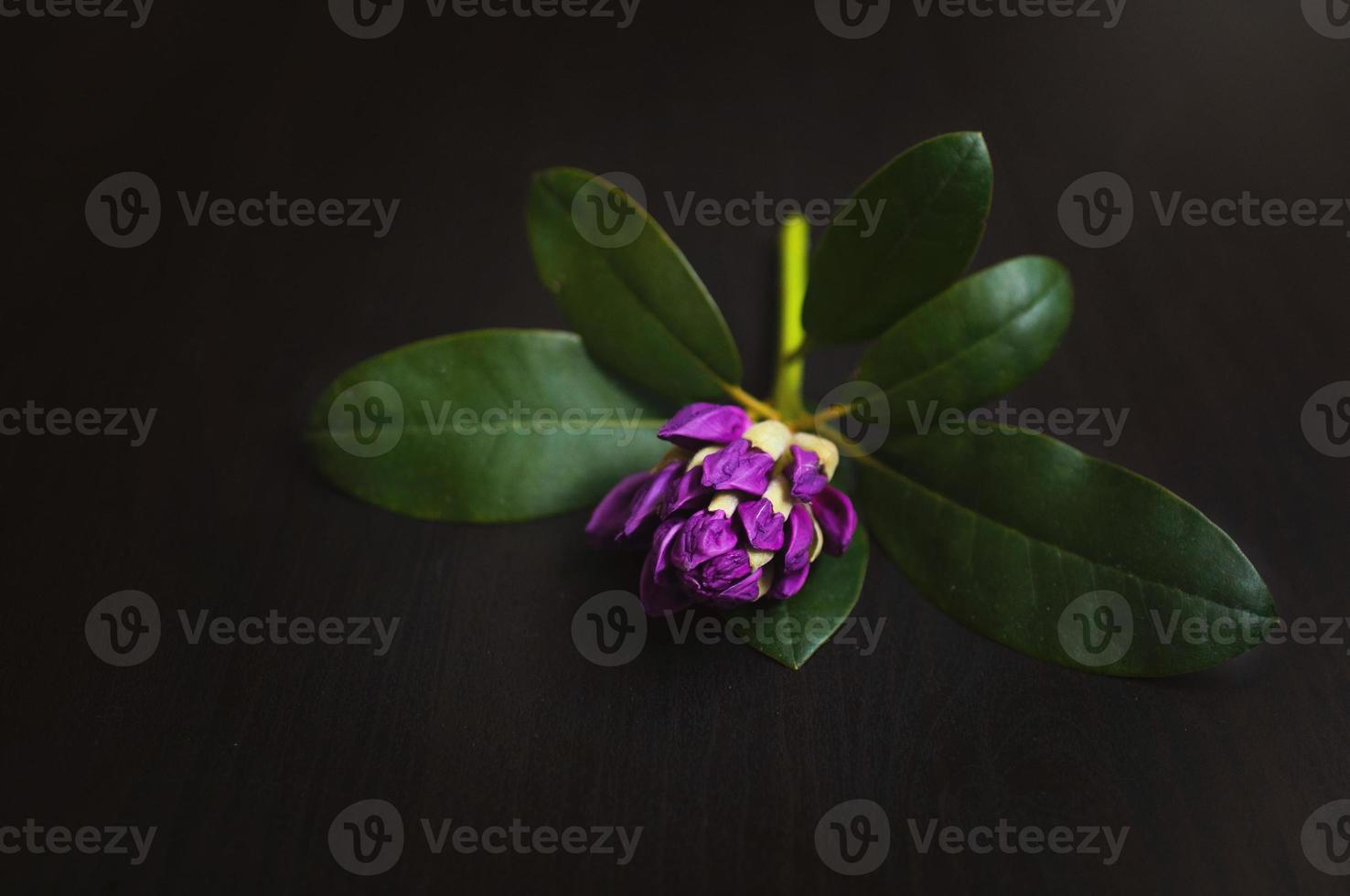 flor de azalea morada con hojas sobre un fondo negro de madera. 7991677  Foto de stock en Vecteezy