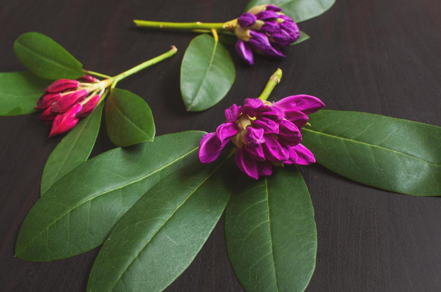 Pink rhododendron flowers are randomly arranged on a wooden black background. photo