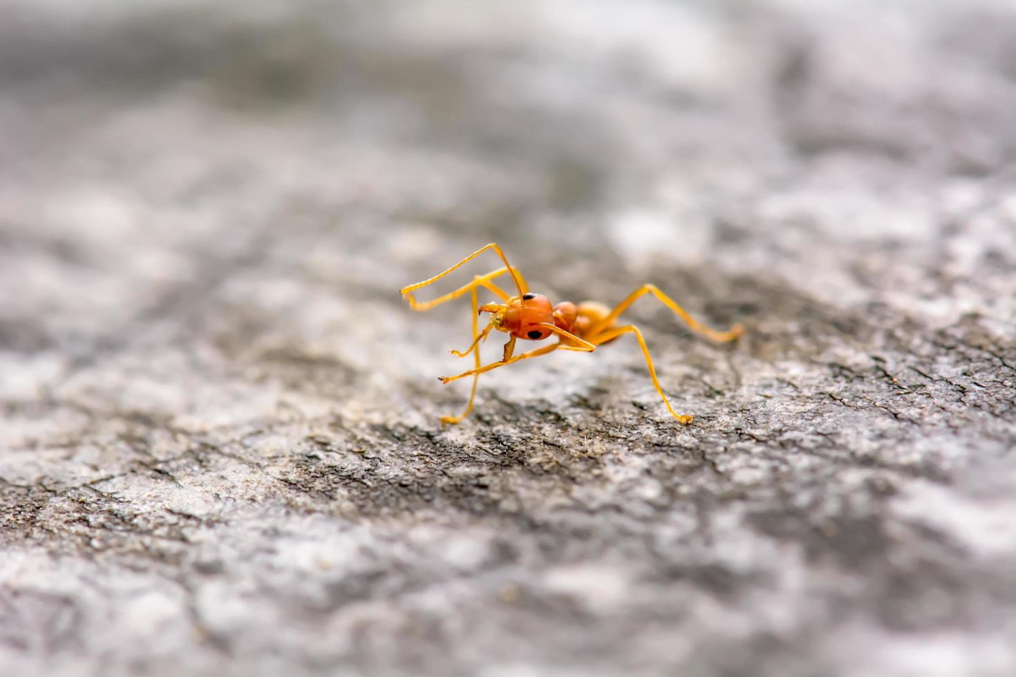 Single red ant photo